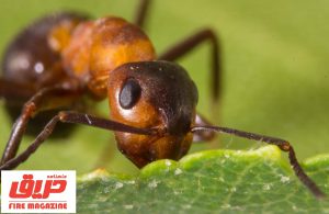 آینده تکنولوژی امدادونجات بر دوش مورچه ها